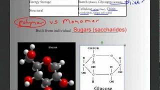 Biomolecules Part 1 Intro Carbohydrates and Lipids [upl. by Hazmah]