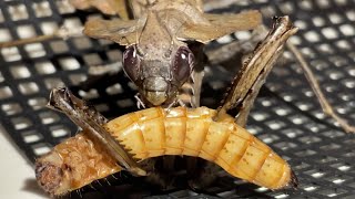 Parablepharis kuhlii feeding giant mealworm [upl. by Wyn]