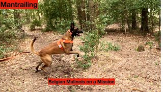 Mantrailing  Belgian Malinois training in MantrailingTracking [upl. by Airahs503]