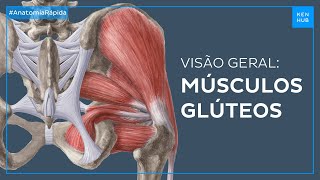 Músculos glúteos Anatomia e funções  Anatomia Fácil  Kenhub [upl. by Gredel]