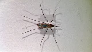 Aedes aegypti ♀ [upl. by Gustavo]