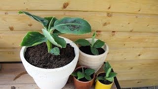 Bananenplant musa tropicana stekken [upl. by Stempson]