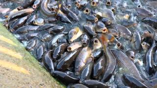 Pymatuning spillway carpfest 2011 Ducks walk on the fish Millions of fish [upl. by Ellehcan]