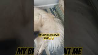 Owning A Husky Be Like husky huskylovers dogs funny shorts [upl. by Asquith]