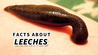 Leech Facts BLOOD SUCKER  Animal Fact Files [upl. by Mahla]