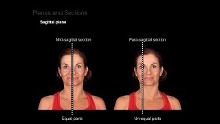 Introduction to Anatomy [upl. by Martres]