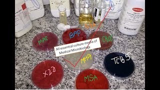 All essential culture media of Medical Microbiology Practical demo from a single table [upl. by Roseann272]