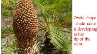 Cycas Life Cycle [upl. by Johny809]