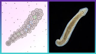 Planarians Are Awesome  Cell Lab [upl. by Fonda536]