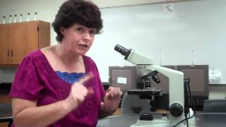 How to use a microscope and oil immersion [upl. by Orlena]