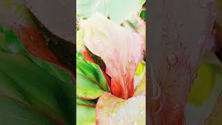 Red Plants sopheanymok nature shortvideo [upl. by Ayotak]