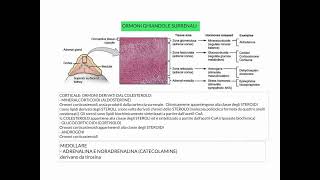 CORSO DI FISIOLOGIA UMANA  LEZIONE 39 DI 81  FISIOLOGIA DEL SISTEMA ENDOCRINO  PARTE 6 [upl. by Webber]