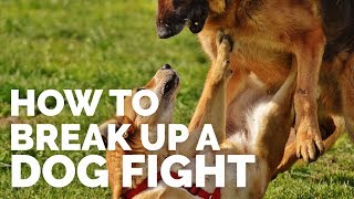 How to Break up a Dog Fight [upl. by Urias]