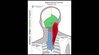 Splenius Capitis  Anatomy Perspective [upl. by Sofko213]