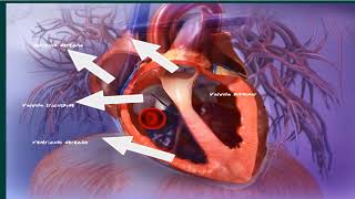 Circulación pulmonar en menos de 5 minutos [upl. by Ahtabat]