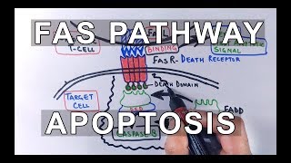 Extrinsic Pathway of Apoptosis  FAS Ligand Mediated [upl. by Champagne]