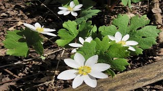 Sanguinaria propiedades y Usos medicinales Sanguinaria canadensis [upl. by Assen]