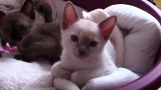 Tonkinese kittens [upl. by Ganley]