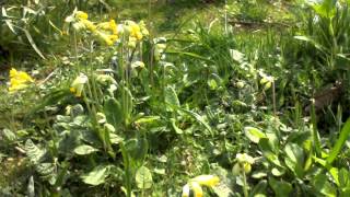 Gloucestershire Cowslips [upl. by Aciraa241]