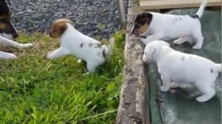 CHIOT JACK RUSSEL PUPPIES [upl. by Vance721]