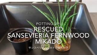 【 Potting up Rescued Sansevieria fernwood Mikado 】 サンスベリア・ミカドの植え付け [upl. by Danielson]