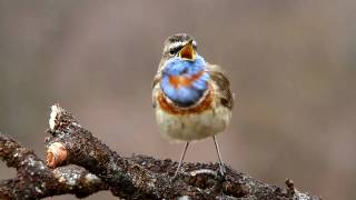 Bluethroat singing in Dividalen Norway  wwwnaturgallerietno [upl. by Oecile565]