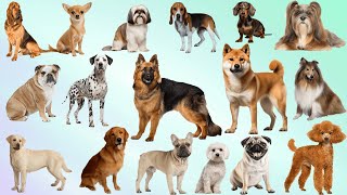 Dog Breeds Name  pictures of dogs and their names  famous dog breeds in world [upl. by Annecorinne]