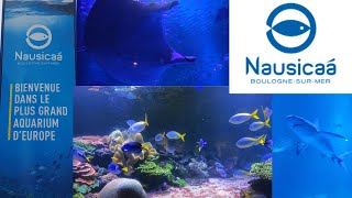 🦈 Découverte du plus grand aquarium dEurope à Nausicaa avec une énorme maie manta [upl. by Stirling713]