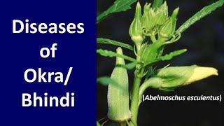 Diseases of Black gram and green gram Powdery mildew amd cercospora leaf spots By Pratibha Bhagat [upl. by Koenraad]