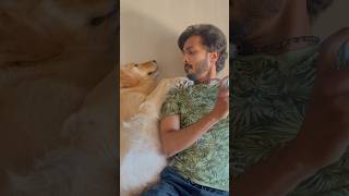 Subscribe for more videos like this goldenritriever puppies doglover [upl. by Nahem]