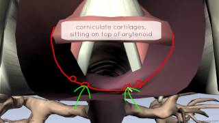 Mucosa of the Larynx and Vocal Cords  3D Anatomy Tutorial [upl. by Anen]