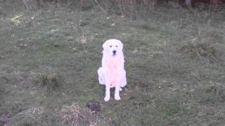 Maremma Sheepdog Family [upl. by Eyr]