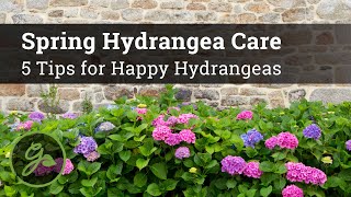 Spring Hydrangea Care  5 Tips for Happy Hydrangeas [upl. by Charleton419]