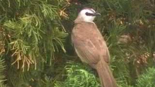 sound of Yellowvented Bulbul [upl. by Stoat345]