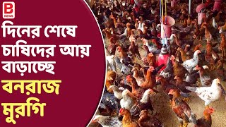 quotVanaraj chickenquot Poultry Farming  দিনের শেষে চাষিদের আয় বাড়াচ্ছে বনরাজ মুরগি  BPN [upl. by Yendic]