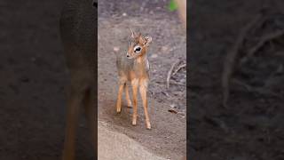 Kirks dikdik is a small antelope native to Eastern Africa easternafrica animal [upl. by Yalhsa401]