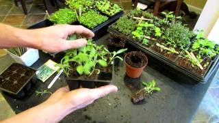 Three Minute Garden Tips Growing Sage Indoors from Seeds to Transplants The Rusted Garden 2013 [upl. by Yerkovich674]