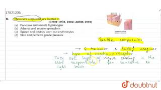 Meissners corpuscles are located in [upl. by Lorene411]