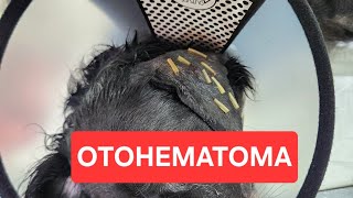 OTOHEMATOMA Thalita Portugal Veterinária está ao vivo [upl. by Aivil]