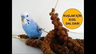 Kuşlar İçin Kızıl Dal Darı [upl. by Enitselec]