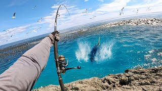 Catching Giant Fish in Feeding Frenzy Hectic Footage [upl. by Shirleen]