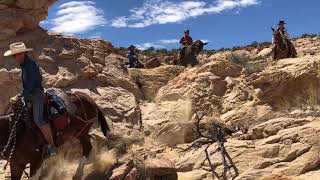 Sure footed mules on slick rock [upl. by Hanna932]