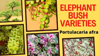 13 Elephant Bush Varieties  Portulacaria afra Varieties  MOODY BLOOMS [upl. by Egnalos]