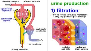 The Urinary System [upl. by Styles]