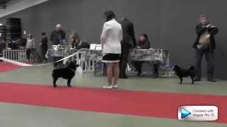 Le Schipperke au Paris Dog Show 2014 [upl. by Dnomasor]