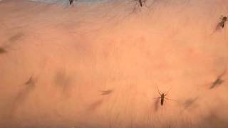 Mosquito blood feeding timelapse 2 [upl. by Neeruam]