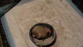 Gizmo the Jerboa discovers the Dust Bath [upl. by Oicafinob]