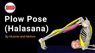 Optimizing Plow Pose Halasana Solutions for Common Challenges [upl. by Amelus609]