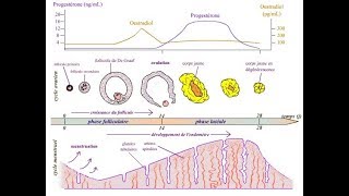 Le cycle ovarien et le cycle utérien La régulation des hormones sexuelles de la femme [upl. by Tessa188]