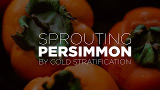 Sprouting Persimmon Through Cold Stratification [upl. by Moyer]